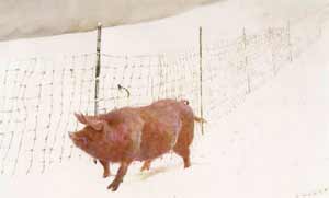 James Wyeth - Fence line James Wyeth - Fence line